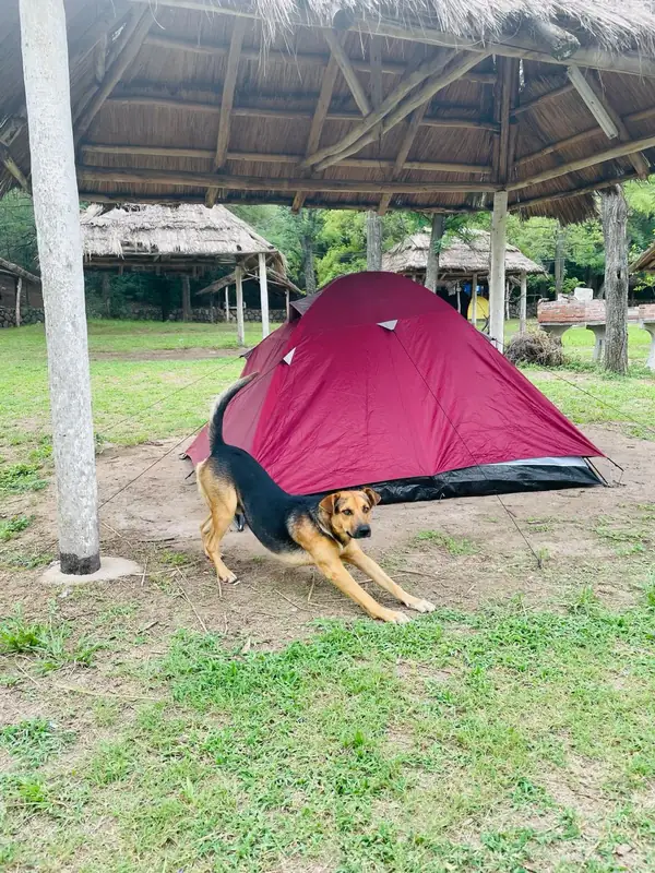 Mascota disfrutando del acampe